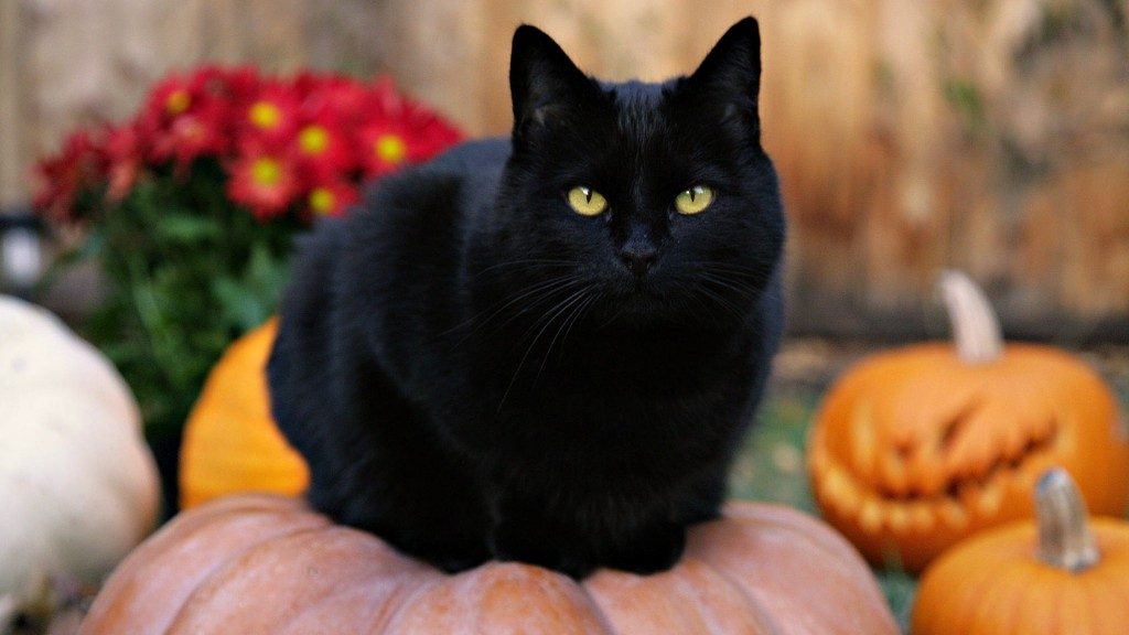 black-cat-on-pumpkin-halloween-belgica