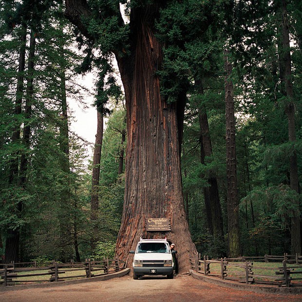 egali-intercambio-arvores-estranhas-sequoia
