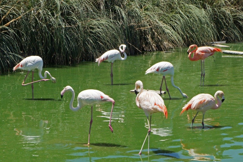 egali-intercambio-5-lugares-para-visitar-em-malta-na-primavera-birdpark