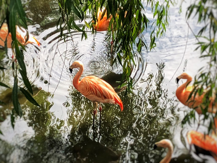 curiosidades sobre o reino unido - flamingos