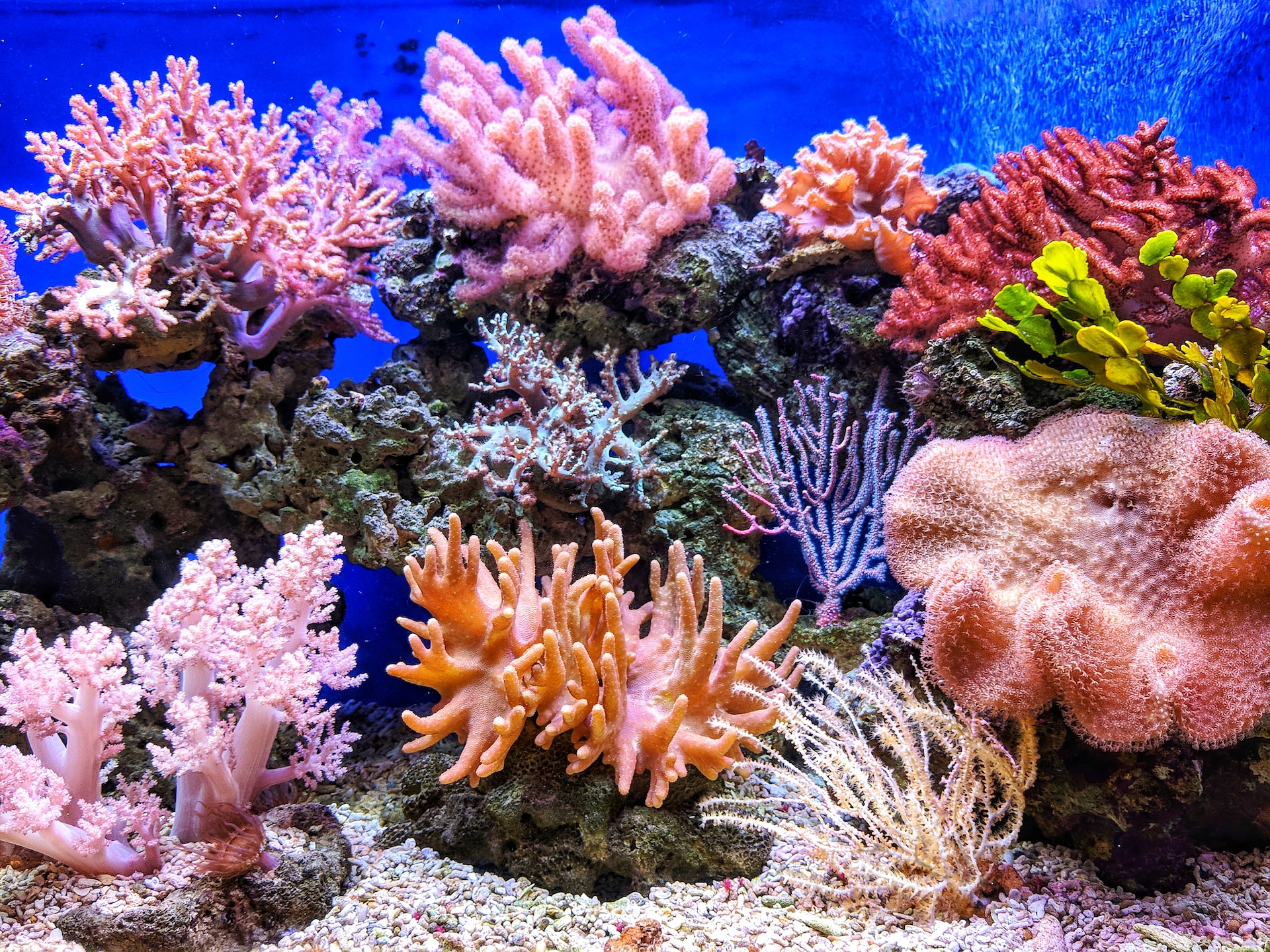 grande barreira de corais
