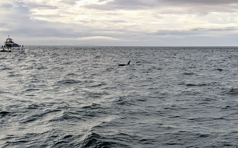 intercâmbio em Victoria - observação de baleias