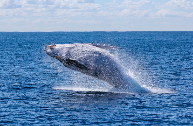 intercâmbio em gold coast - baleias jubarte
