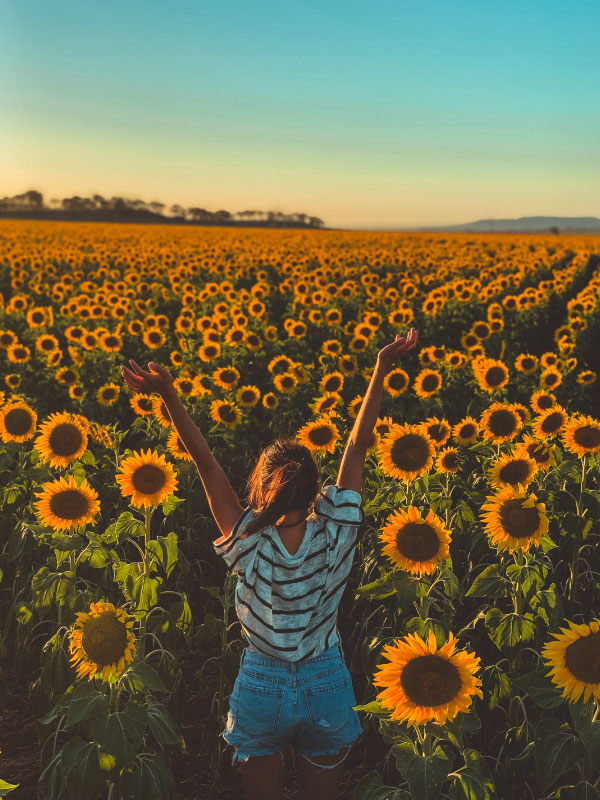 intercâmbio em gold coast - sunflowers fields