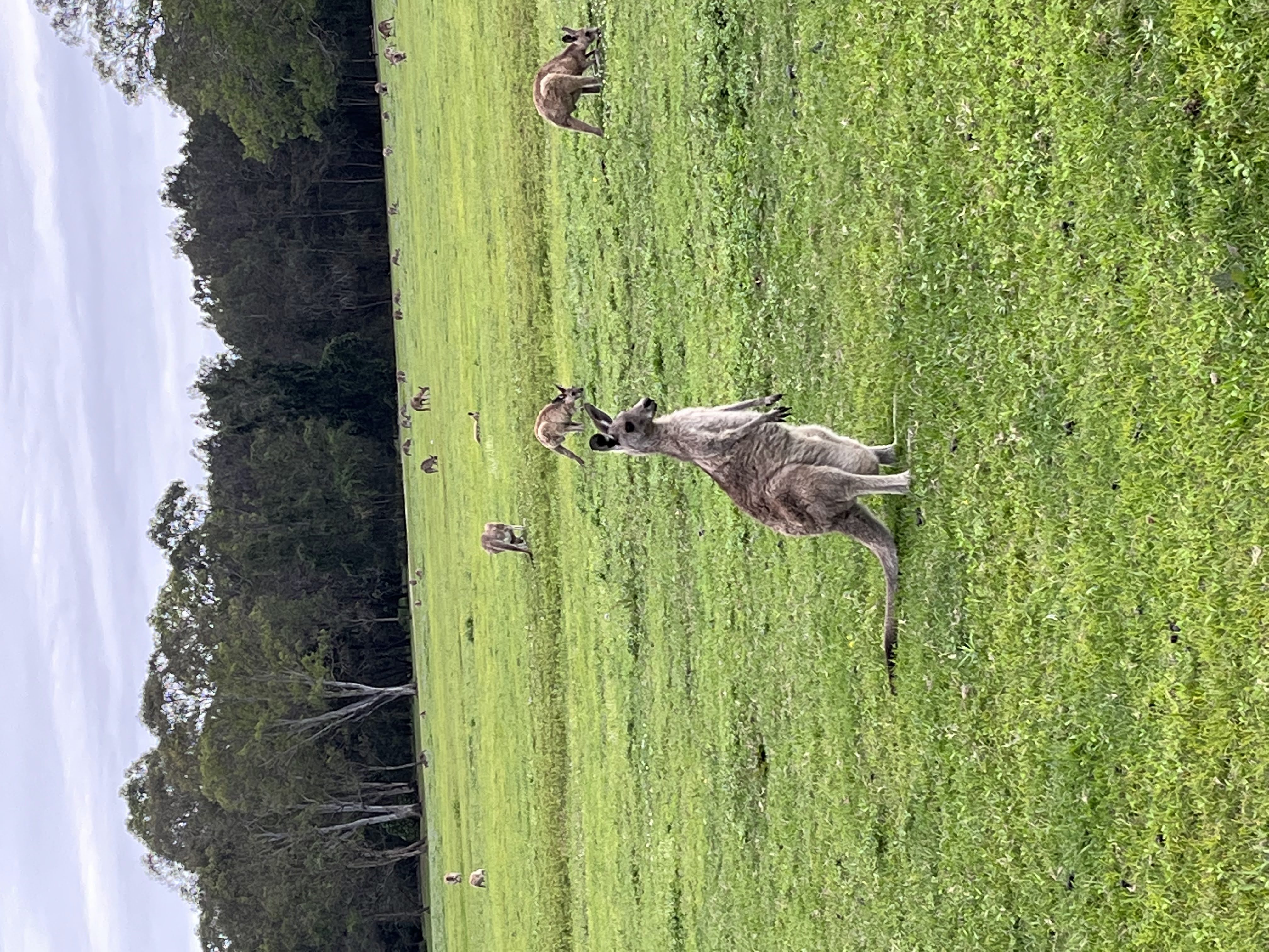 intercâmbio em gold coast