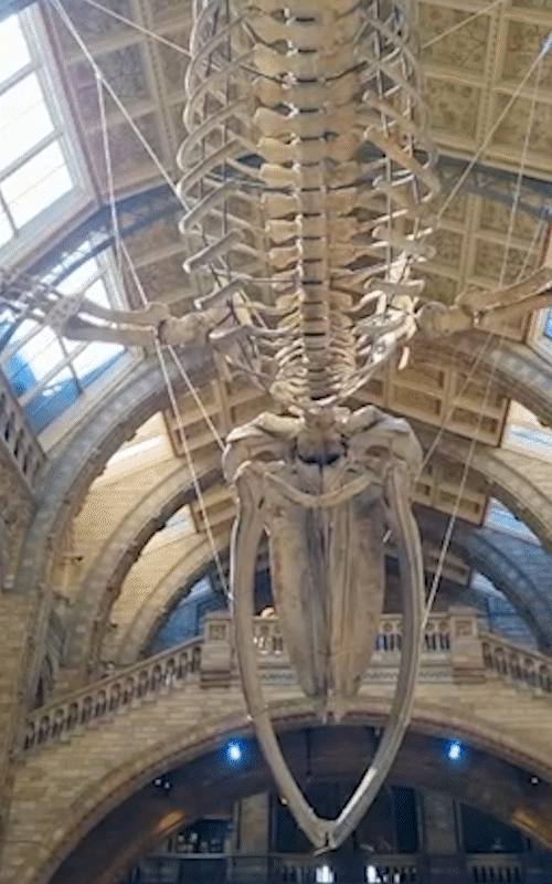 Gif animado da entrada com um dinossauro exposto do british museum