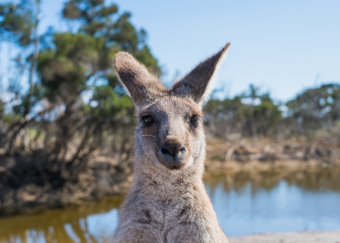 estudar e trabalhar na austrália